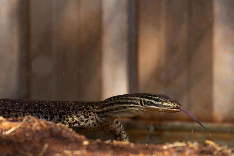 Reptilien