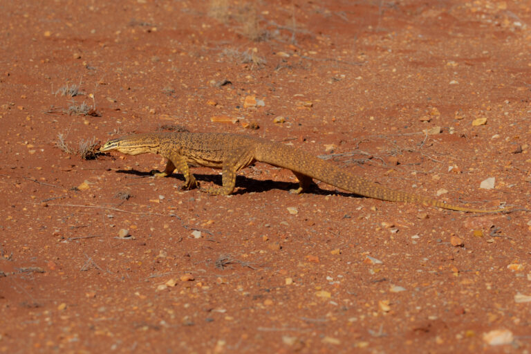 Reptilien
