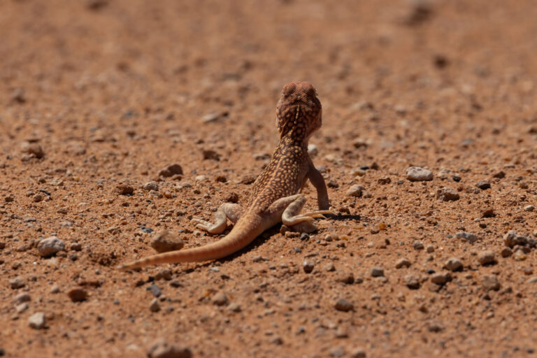 Reptilien