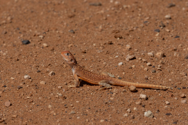 Reptilien