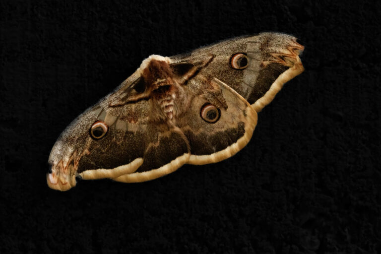 Schmetterlinge
