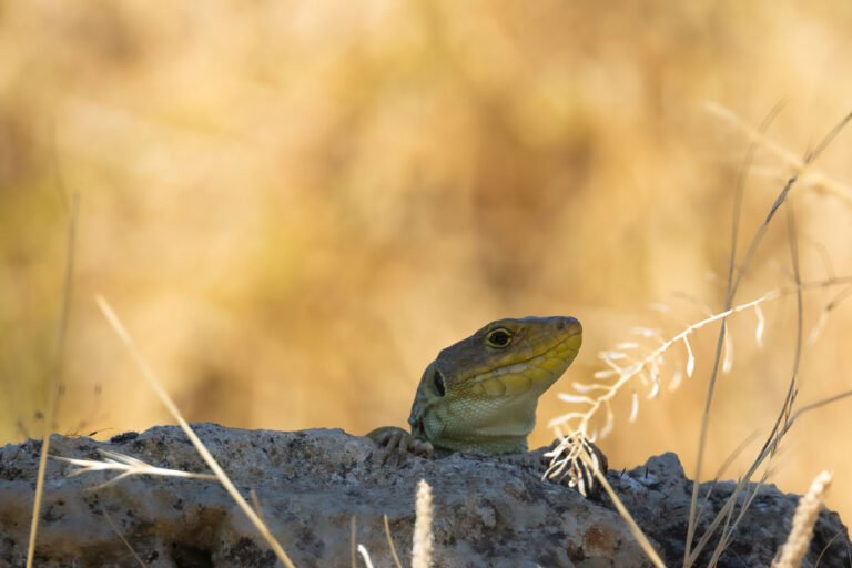 Reptilien