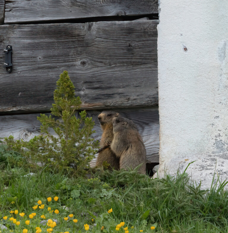 Säugetiere