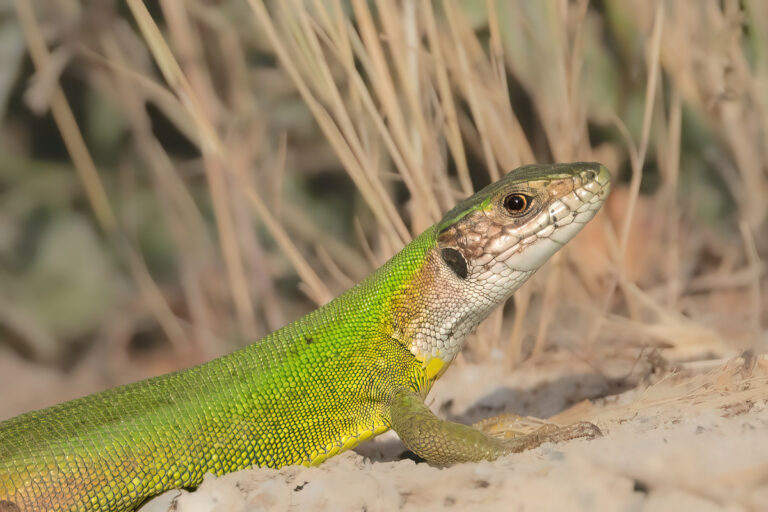 Reptilien