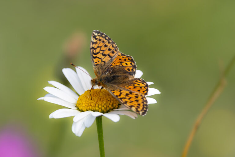Schmetterlinge