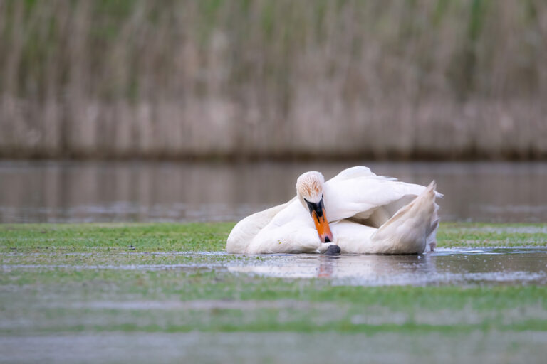 Höckerschwan