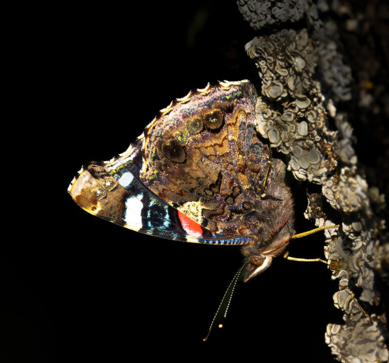 Schmetterlinge