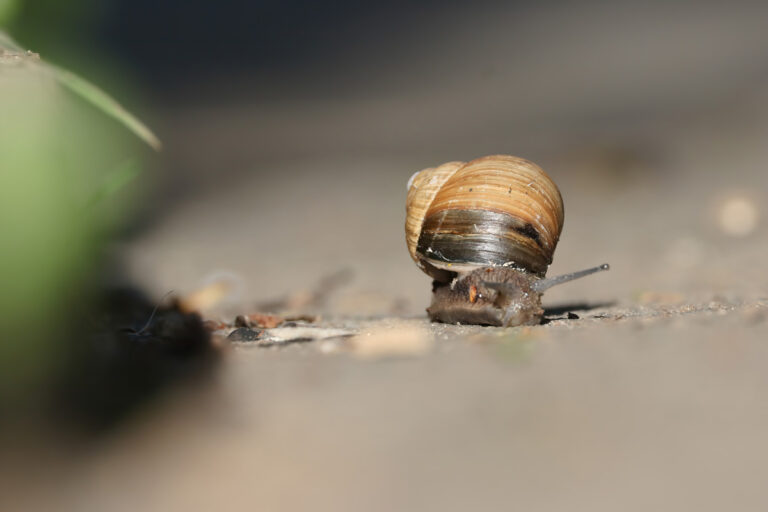Kleine Lebewesen
