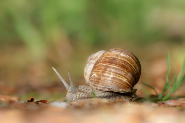 Kleine Lebewesen