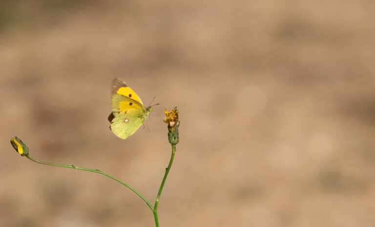 Schmetterlinge