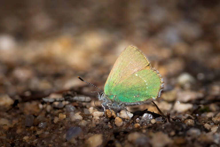 Schmetterlinge