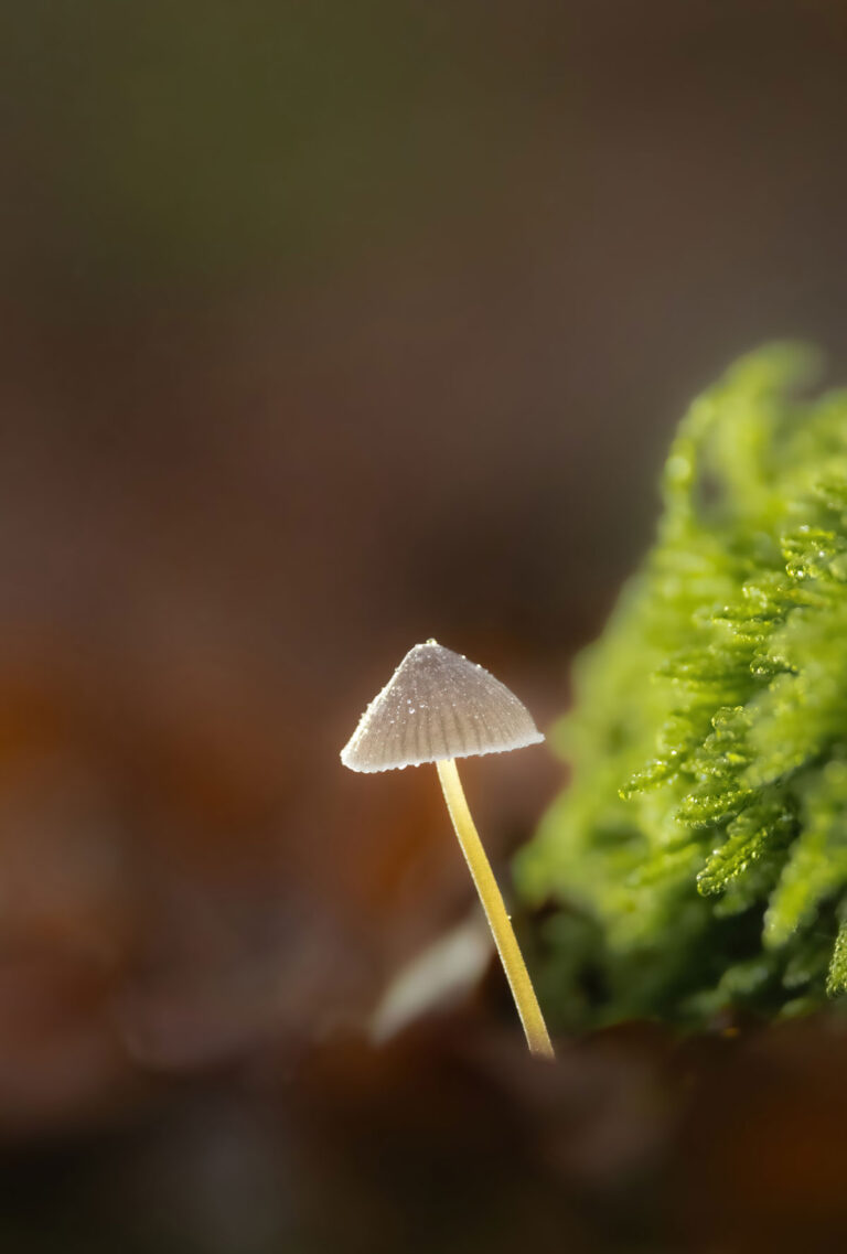 Flora