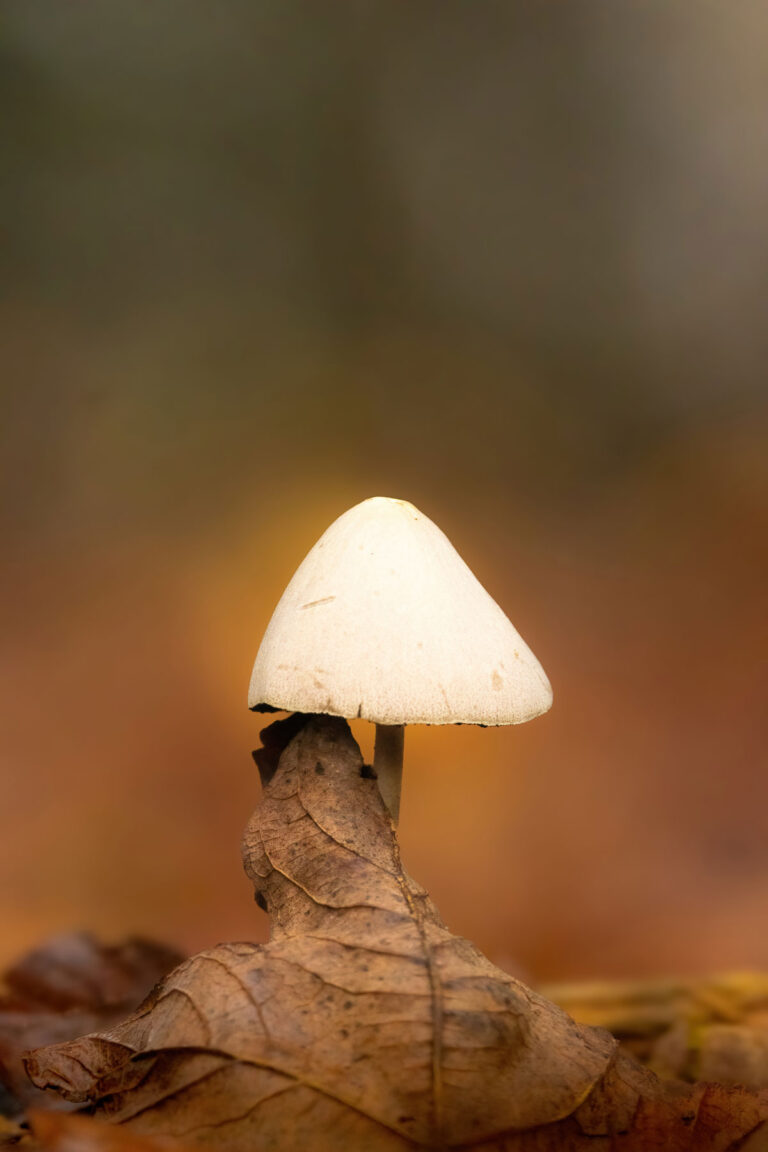 Flora
