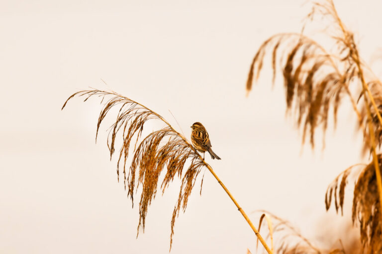 Rohrammer
