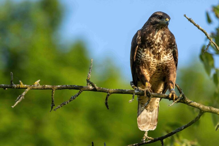 Mäusebussard