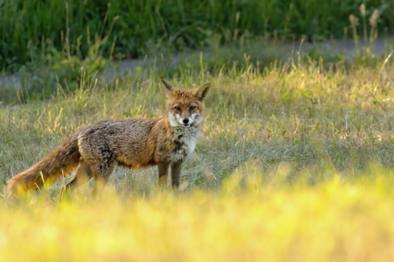 Säugetiere
