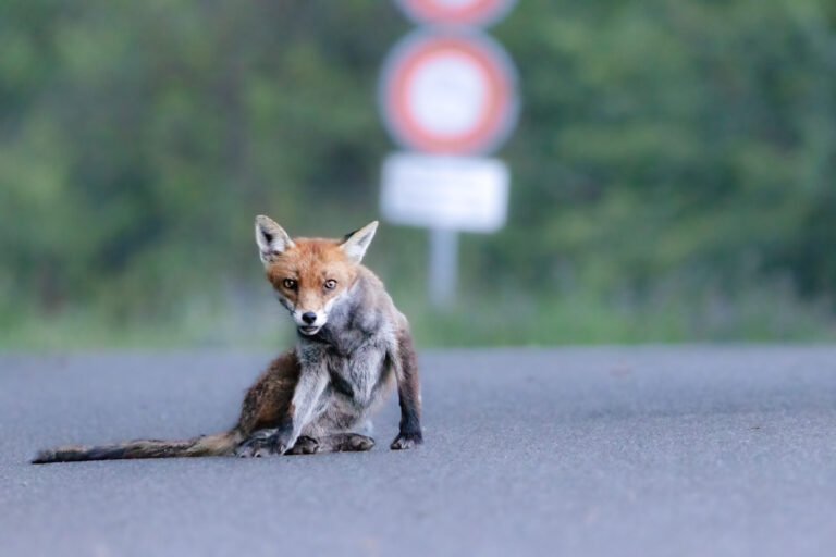 Wild & Mensch