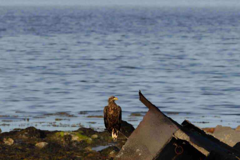 Seeadler