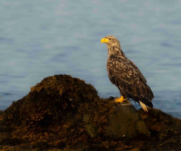 Seeadler