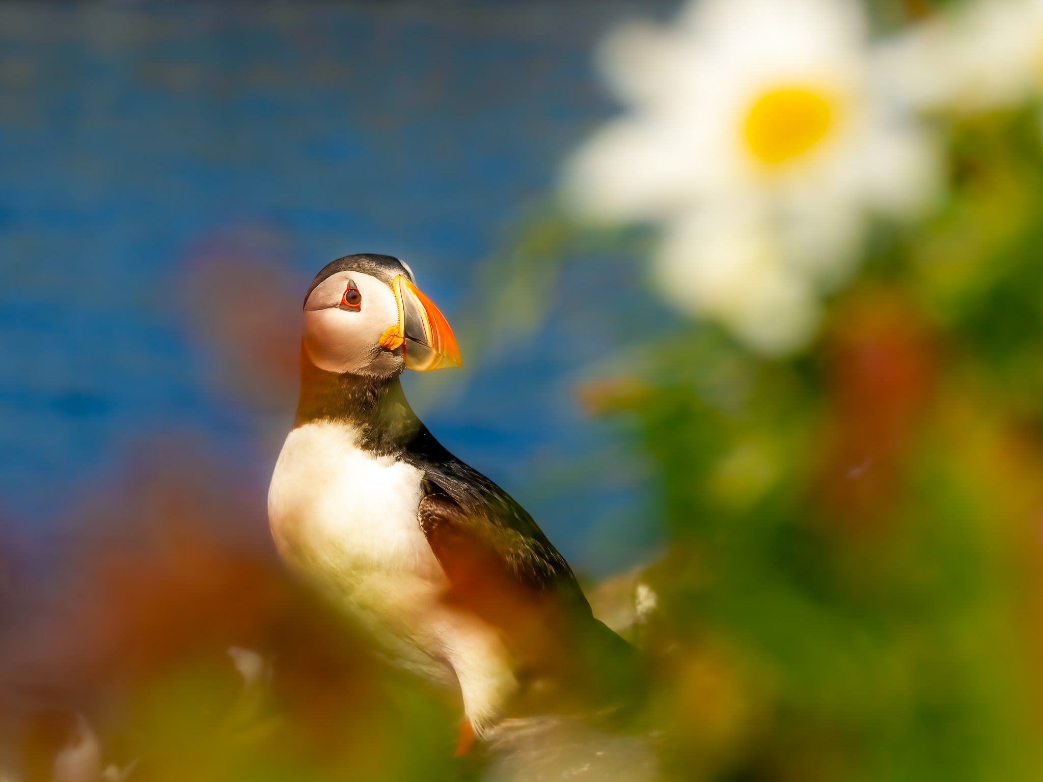 IMGC7773-Birds