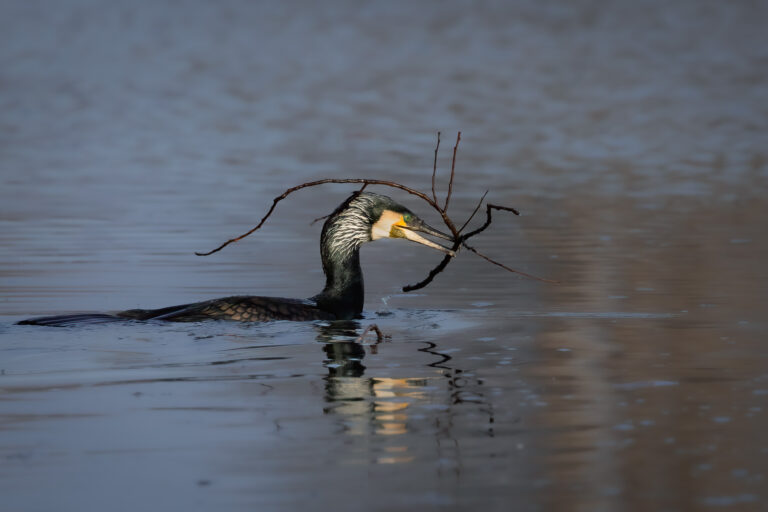 Kormoran