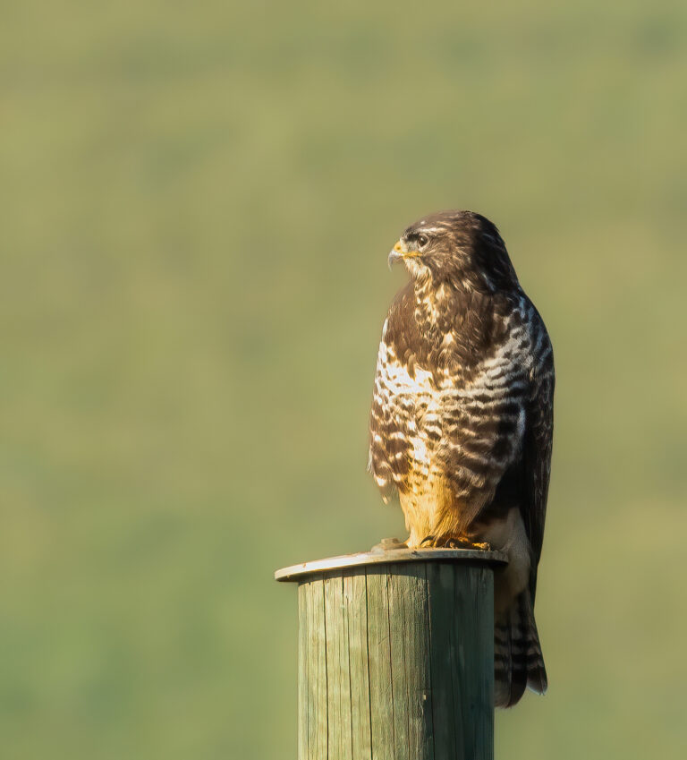 Mäusebussard