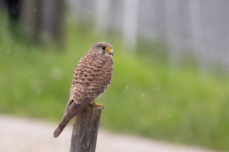 Turmfalke