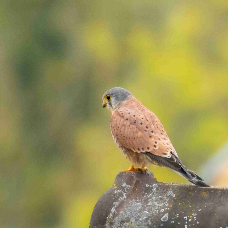 Turmfalke