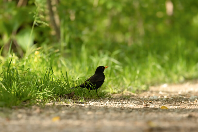 Amsel