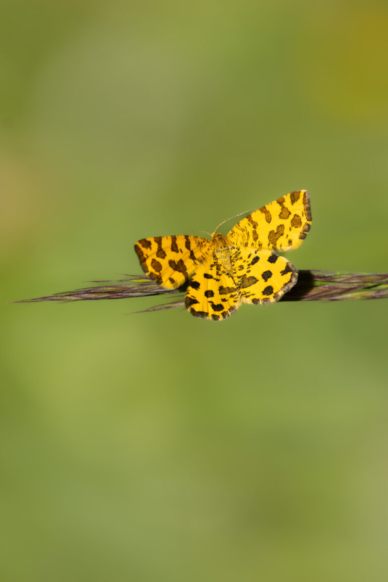 Schmetterlinge