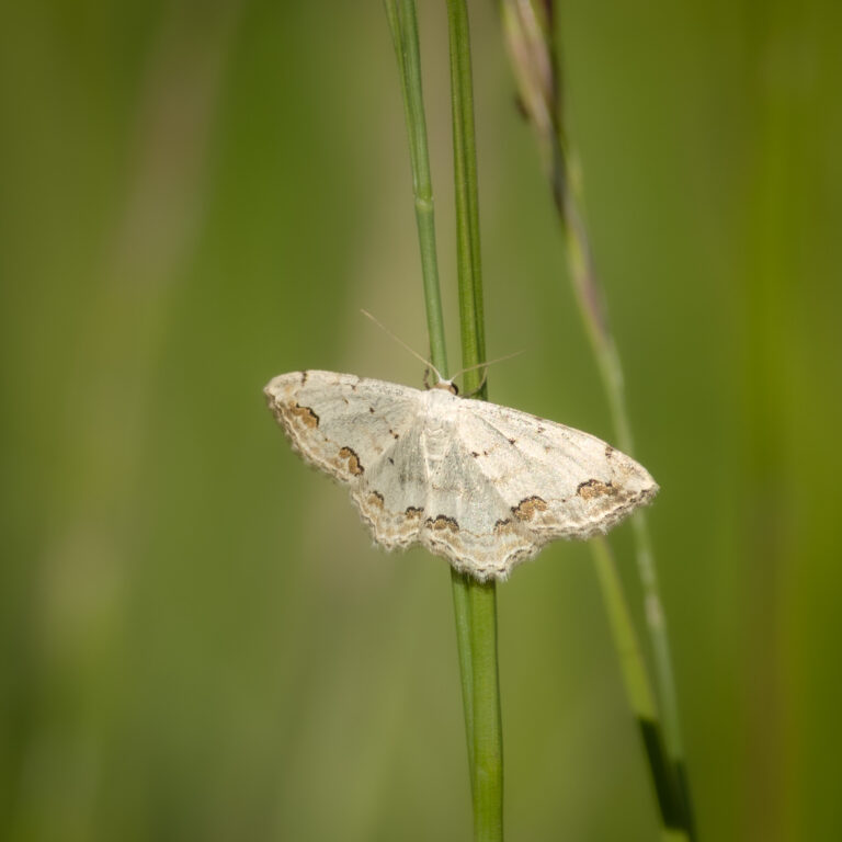 Schmetterlinge