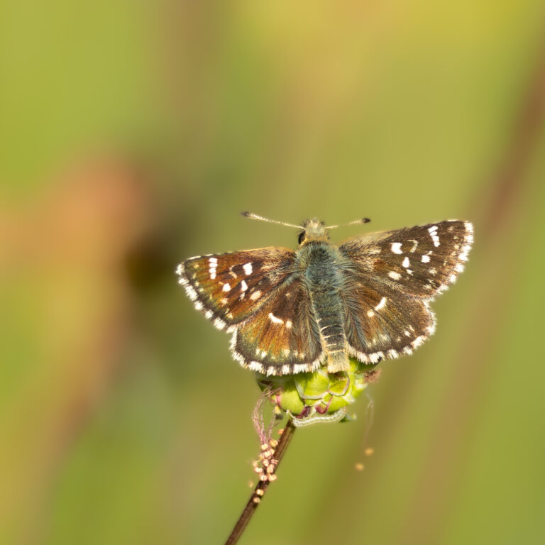 Schmetterlinge