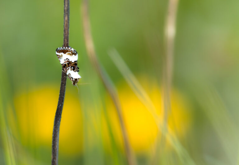 Schmetterlinge