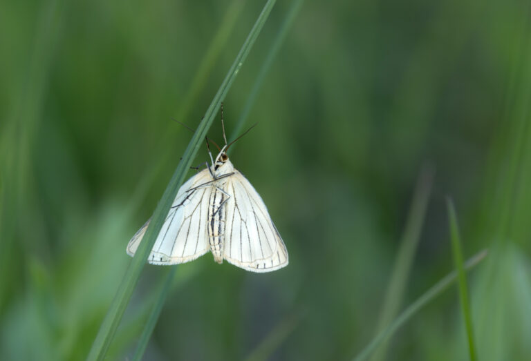 Schmetterlinge