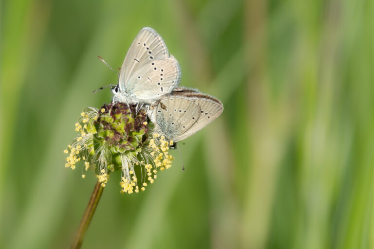 Schmetterlinge