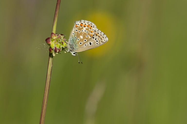 Schmetterlinge