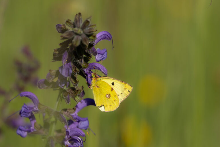 Schmetterlinge