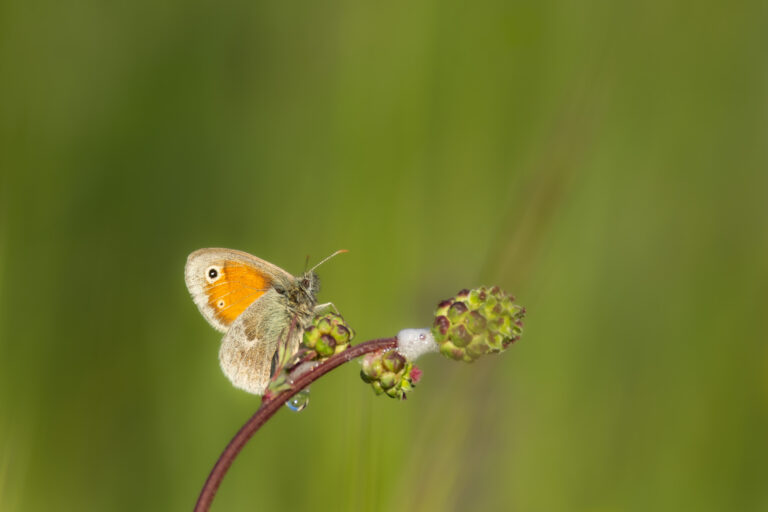 Schmetterlinge