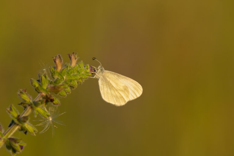 Schmetterlinge