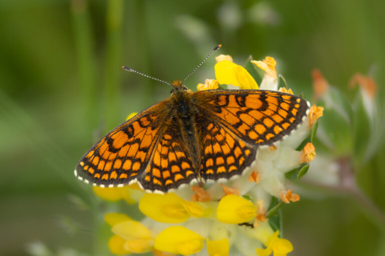 Wachtelweizen-Scheckenfalter – Heath Fritillary – Melitaea athalia