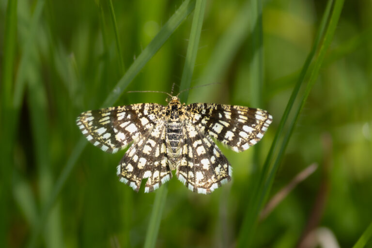 Gitterspanner – Latticed Heath – Chiasmia clathrata