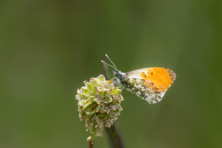 Aurorafalter – Orange Tip – Anthocharis cardamines