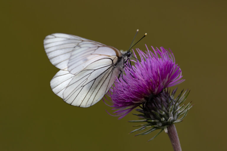Schmetterlinge