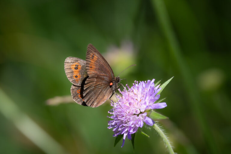 Schmetterlinge