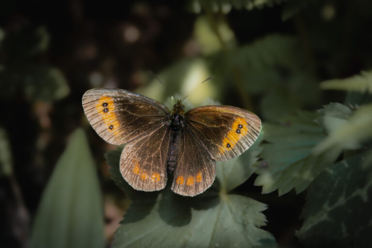 Schmetterlinge