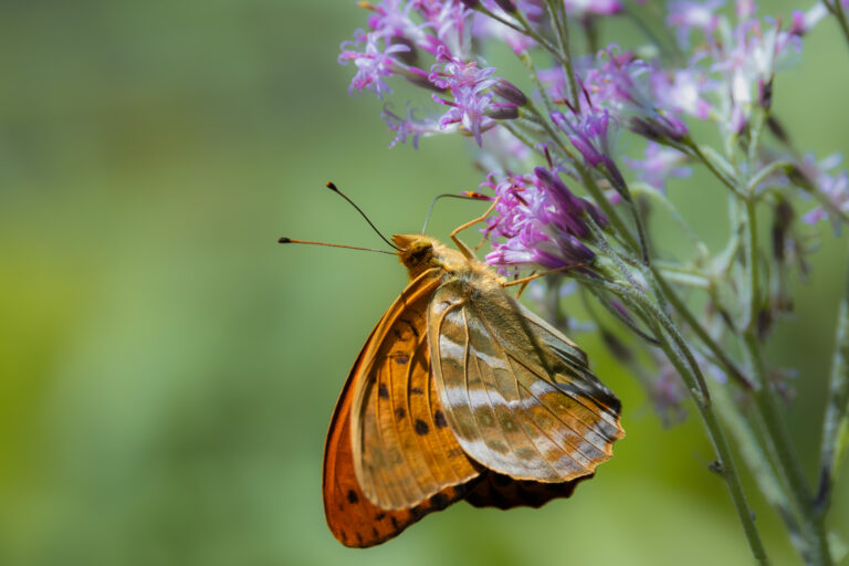 Kaisermantel – Silver-washed Fritillary – Argynnis paphia
