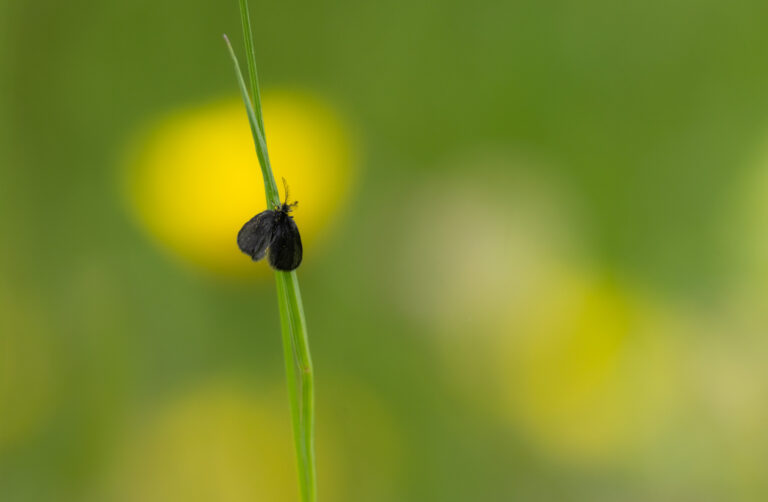 Schmetterlinge