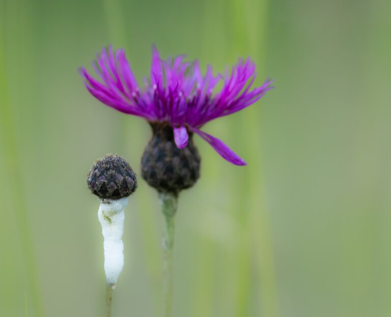 Flora