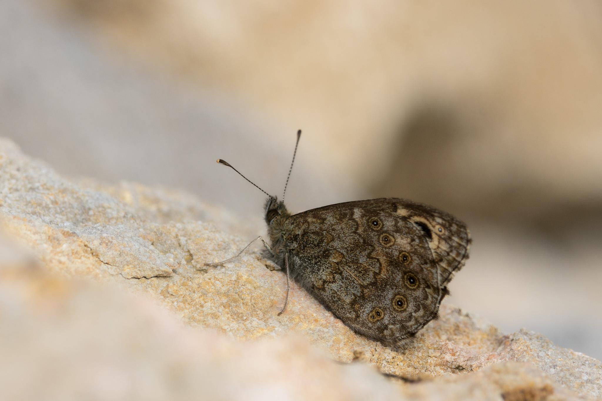 Wall Brown I Mauerfuchs I Пъстър каменар