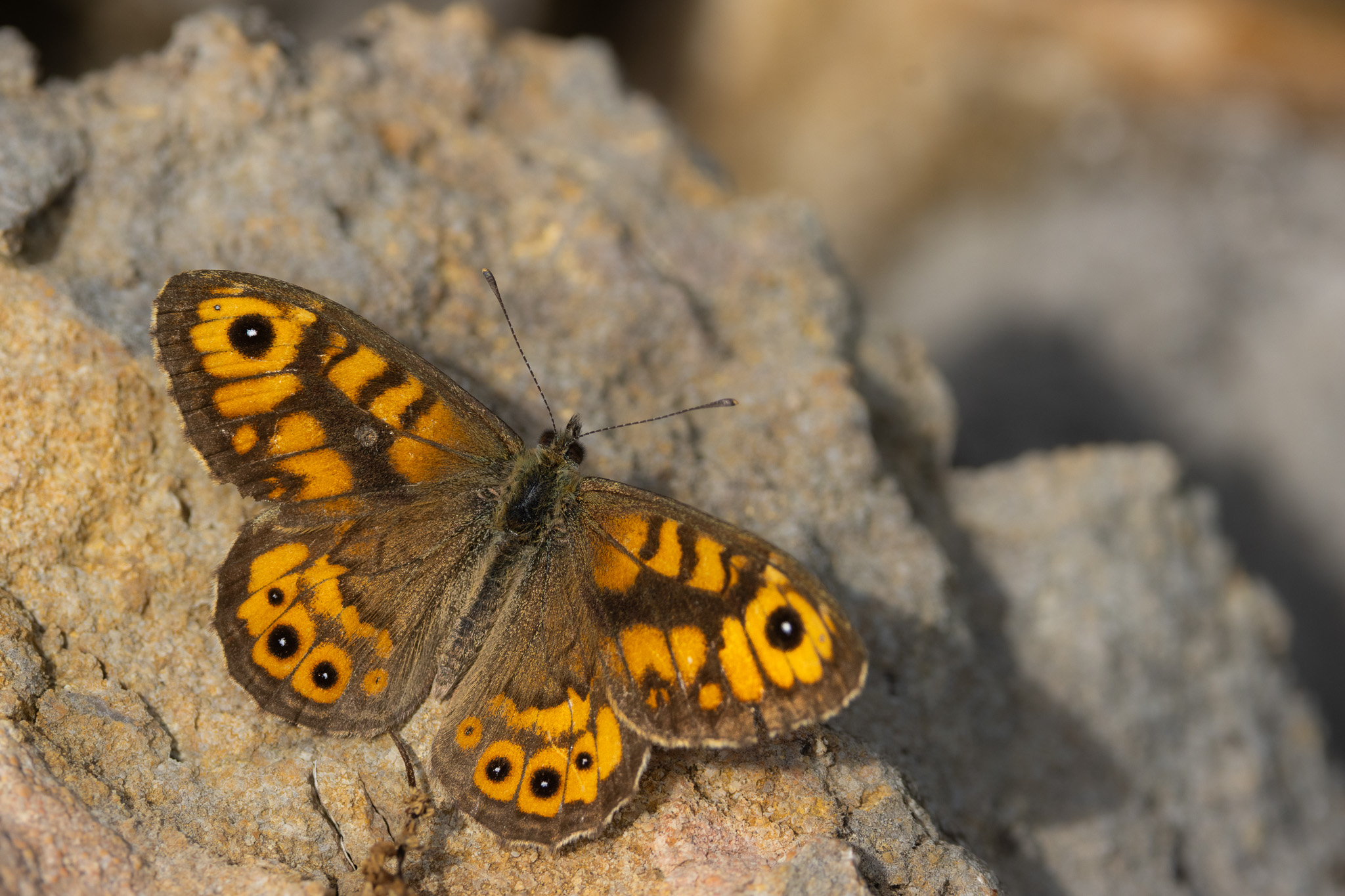 Wall Brown I Mauerfuchs I Пъстър каменар